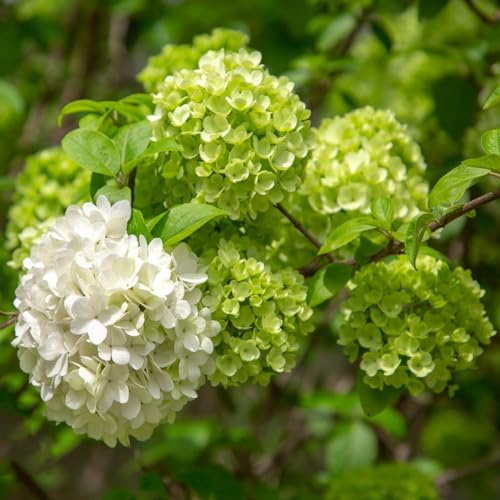 50 pz semi di ortensia resistenti - decorazione floreale vasi per piante purificatori d'aria per piante da appartamento Decorazione del balcone semi di prato fiorito perenne resistente