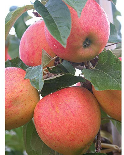 Thompson & Morgan Hardy Apple Fruit Tree ‘James Grieve’ Bare Root Plant, Highly Attractive to Pollinators, High Yielding Ideal for Kitchen Gardens, Allotments, Patio and Containers