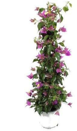 Buganvilla Natural Planta de Exterior con Flores de Colores Ideal para Jardines