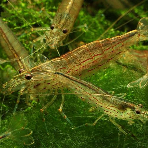 Aqua Breeding Skill – Lot de 10 Crevettes Aquarium Vivante Caridina Japonica Amano – Mangeur d’Algues Idéal pour Aquariophilie et Lot Crevette Aquarium aquariophilie 1-1,5 cm