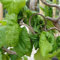 Haselnuß-Strauch - Corylus avellana 'Contorta' 40-60 C - 40-60 cm Topf