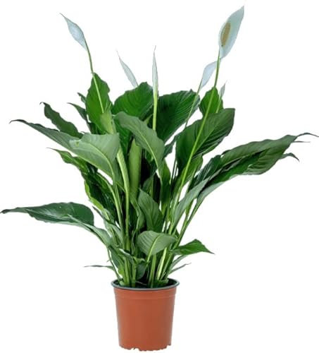 Espatifilo Natural Planta de Interior con Flores Blancas Fácil de Cuidar