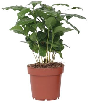 Plant in a Box - Kaffeepflanze - Coffea arabica - Höhe 25-40cm - Pot 12cm - Zimmerpflanze - Grün