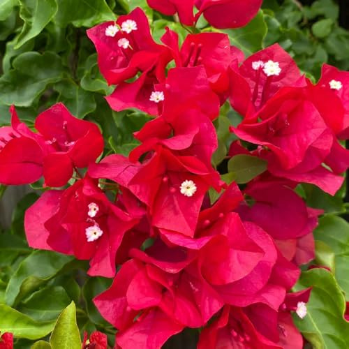 semillas de buganvilla, para lugares soleados jardín de semillas de silvestres Decoración de jardín para exteriores trepadoras resistentes variedades 350pcs