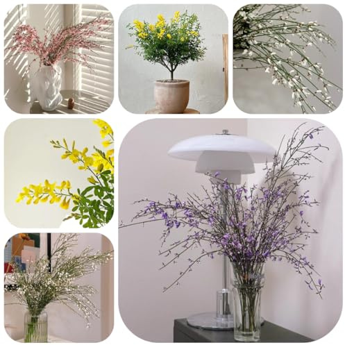 ginster gartenblumen, kräuterpflanzen ginster bio blumenbeet, balkon deko topfpflanzen draußen winterhart 125samen
