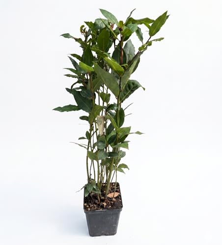 Pianta di Alloro in Vaso (Laurus Nobilis) | Pianta Aromatica Sempreverde | Ideale per Cucina | Balcone e Giardino | Facile da Coltivare | Resistente e Profumata