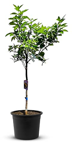 TropicTrees Orangenbaum (Citrus Sinensis) mit einer Höhe von 170 cm und einem Stammumfang von 8-10 cm | Orangen zur Saftherstellung, als Gewürzzutat und als Zierpflanze für den Innenbereich