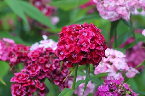 Sweet William, Hardy Perennial Flower Seeds Variety Mixed Pack, 2,000-100,000 Seeds (2000 Seeds, 2g)