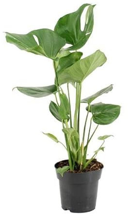 Köstliches Fensterblatt – Monstera Deliciosa – pflegeleichte Zimmerpflanze – Ø17cm – ca. 60cm hoch – dekorative Grünpflanze mit großen Blättern