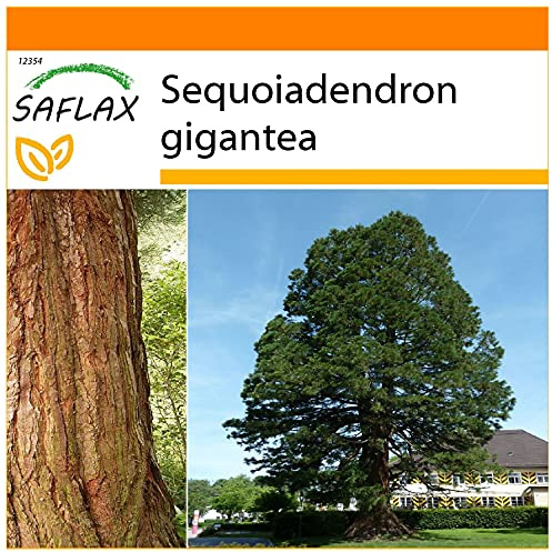 SAFLAX - Garden in the Bag - Sequoia gigante - 50 semi - Sequoiadendron gigantea