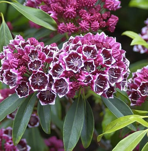 Großer Berglorbeer Kaleidoskop 30-40cm - Kalmia latifolia