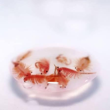 95% Hatch Rate Premium Artemia Brine Shrimp Eggs, Fish Food, Fry Food, Protein. (25g)