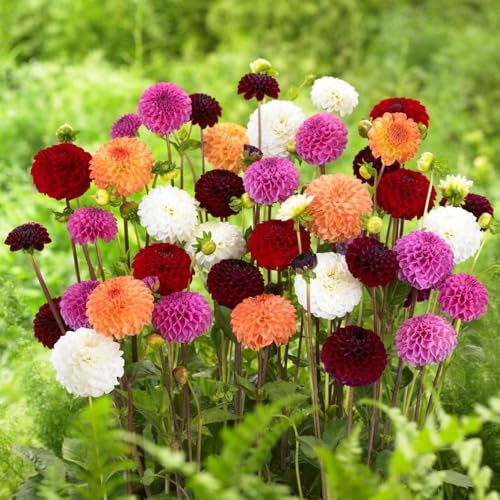 4 x Dahlia Pompon Mixed – Colourful Ball-Shaped Flowerheads – Wonderful, Vintage Colour Mix – Summer Flowering Bulbs – Perennials – for Your Beautiful Garden