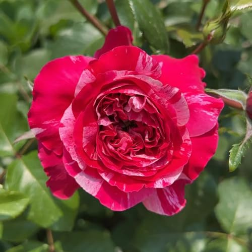 Seltene Zwergrosen, winterhart und trockenheitsverträglich/Atemberaubende Blütenpracht, praktische und schöne Gartenrosen-2 ROOT-D