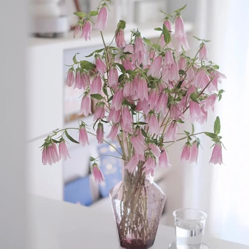 semi di campanula da giardino, d'appartamento di campanula rare, decorazione del soggiorno rampicanti resistenti, biologici 120pcs