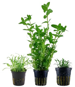 Garnelio Aquarium Pflanzen - 3X Wasserpflanzen - Aquarienpflanzen für Anfänger - Lilaeopsis Cryptocoryne Bacopa - Set mit 3 Aquariumpflanzen
