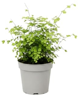 DECOALIVE Cabello de Venus Adiantum Raddianum Fragrans - Helecho Natural 35 cm con Maceta 14 cm