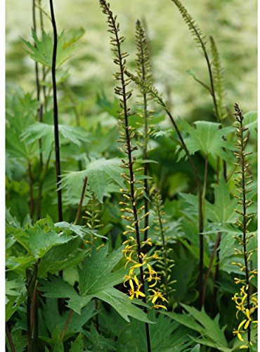 Blumixx Stauden Ligularia przewalskii – Kerzen-Goldkolben, gelb blühend, winterharte Staude, robust, für Garten