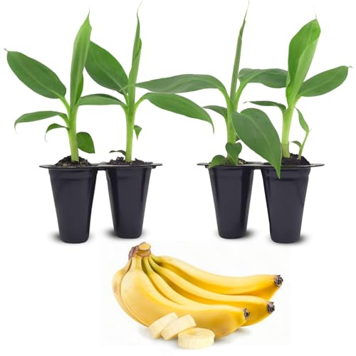 Banana Tree Dwarf Cavendish (4 Pack) Live Banana Plant for Sale | Easy to Grow Plants | Edible Fruit Plant. | Grow Your own Food on Your Edible Organic Garden|Live for Planting|