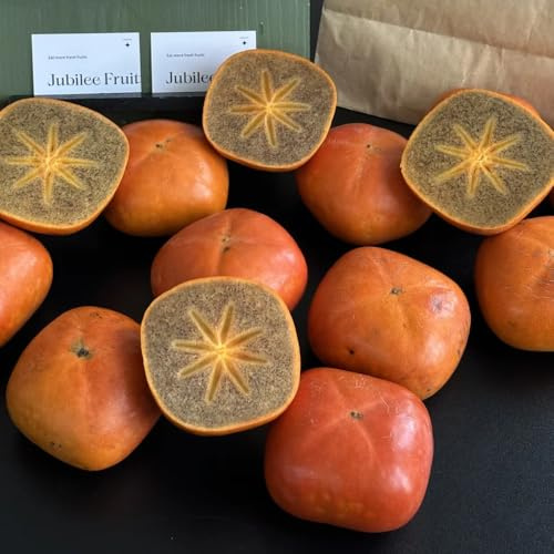 semillas de caqui Comprar para regalos Pascua Suculentas resistentes interior 120pcs