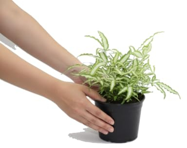 DECOALIVE Pteris Cretica Albolineata Helecho de Mesa 12 cm de Diámetro, Altura 30-35 cm, Planta Natural para Rincones con Luz Suave