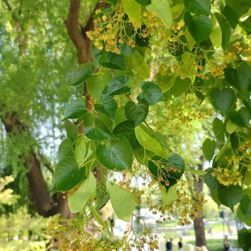 Comprar semillas de tilo verdes, decoración de jardín al aire libre, tilo perennes resistentes de perennes resistentes de jardín, 10pcs