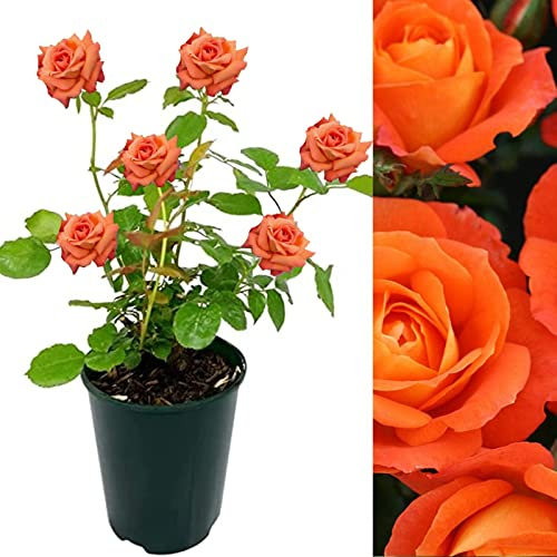 Rose Bush Super Trouper - Floribunda Orange Rose Bush for The Garden in a 3 Litre Pot (1 Plant)