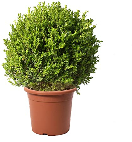 KENTIS - Buchsbaum Kugel Pflanzen mit Jutedekoration für Vase - Buxus Sempervirens Faulkner Echte Gartenpflanzen - Hoch 60/70 cm Topf Ø 30 cm mit Jute