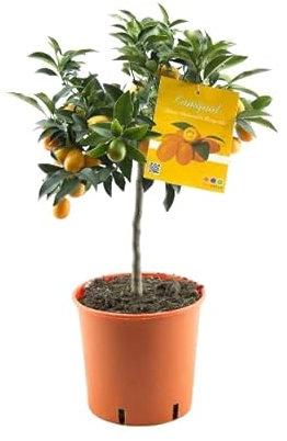 Naranjo Chino - Kumquat Natural - Árbol Frutal de Exterior