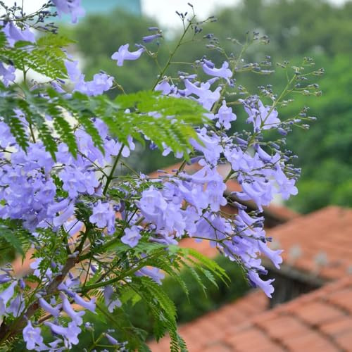 jacarandasamen bio alte sorten jacaranda gartenblumen, winterhart blühend garten 10pcs