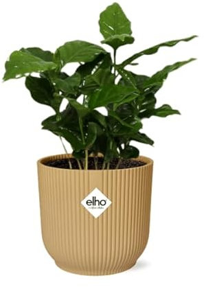 Kaffee Pflanze Coffea Arabica – Zimmerpflanze im dekorativen Topf Vibes Fold 14cm Gelb – pflegeleichte Grünpflanze mit glänzenden Blättern für Zuhause & Büro