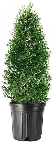 Árbol de Ciprés Natural Seto de Exterior