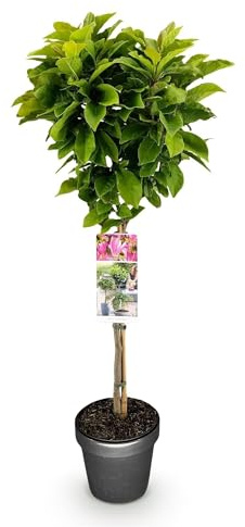 GreenboutiQ - Stamm-Pflanze - Magnolia Susan - Terrassenpflanze - Laubabwerfend - Winterhart - Rosa Blüte - Topf 19cm Höhe 90cm