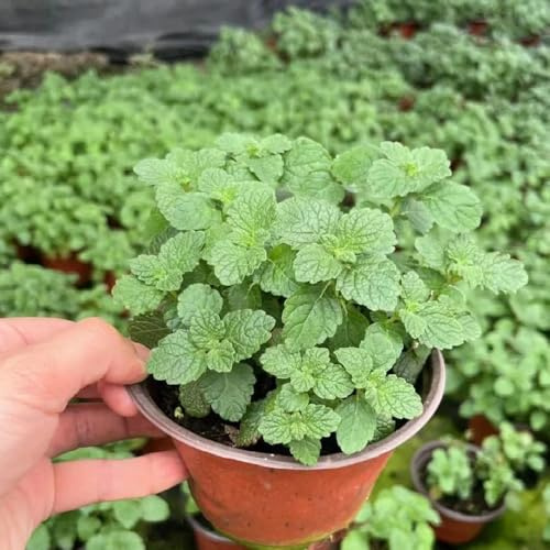 semillas de melisa orgánicas - jardín de interior de melisa de rocas, jardín resistentes de perennes 100pcs