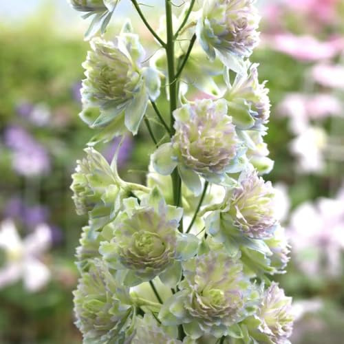 Semi di delphinium, decorative in vaso giardino per esterni balcone 150pcs
