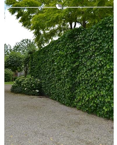 Irischer Efeu 175-200 cm im Topf. Angebot: 25 Hedera immergrüne Kletterpflanzen