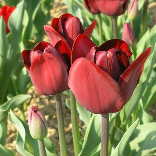 Tulpenzwiebeln 、tulpen zwiebeln mehrjährig 、tulpenzwiebeln weiss 、 tulpenzwiebeln rot 、 tulpenzwiebeln mehrjährig