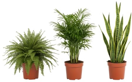 DECOALIVE Home Jungle: Helecho, Chamaedorea y Sansevieria Verde Real y de Fácil Mantenimiento