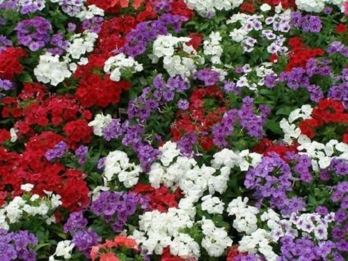 Seeds 25 seeds - Phlox 21st Century Mix Phlox Drummontii spring seeds