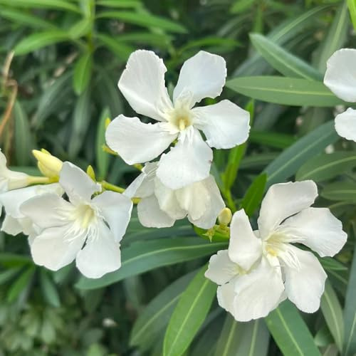 Nerium oleandro recisi da interno semi di oleandro da appartamento sempreverdi arredamento del balcone del soggiorno decorazioni giardino per esterni 3semi