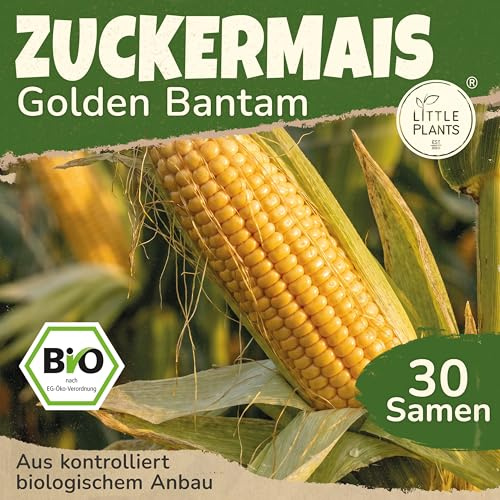 Little Plants Bio Mais Samen Golden Bantam Zuckermais - 30 Samen | Maissamen, Gemüsesamen für Gemüsegarten, Samenfest, Für Küche, Balkon und Garten
