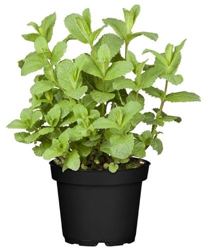 DECOALIVE Hierbabuena GOURMET - Planta Natural para Cocinar - Hierbas Provenzales Naturales para Huerto Urbano