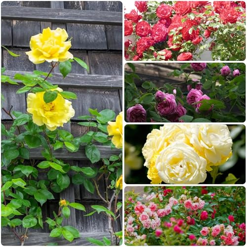 semillas de rosal trepador de rápido crecimiento jardín perennes resistentes rosa trepadora cubierta resistente cortadas 300pcs
