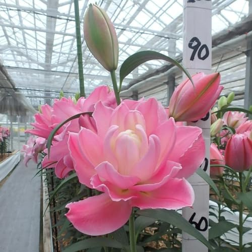 lirio azul rizoma: lilium Tubérculos resistentes - lilium resistente al invierno - Fácil de cultiva-8 Pcs-D