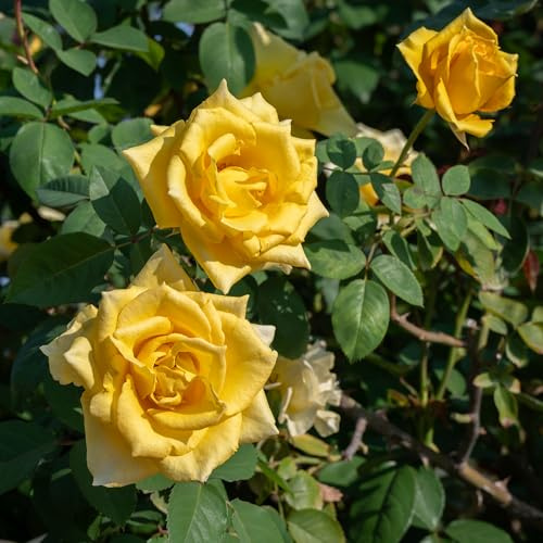 GardenersDream Rosal Trepador amarillo – Rosal en Maceta Resistente y de Bajo Mantenimiento – Trepadora con Flores para Paredes, Pérgolas y Vallas