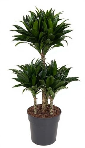 Dracaena Compacta Drachenbaum Zimmerpflanze grün 80 cm