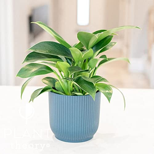Plant Theory 40cm Philodendron Green Princess Sweetheart Plant HeartLeaf Indoor Plant 11cm Pot
