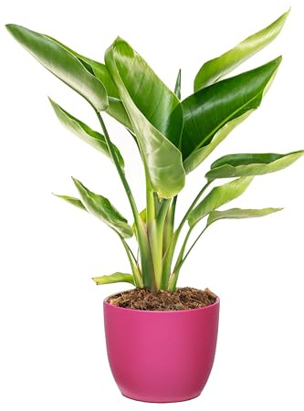Bonplants Strelitzia Nicolai, Pianta Vera con Ampio Fogliame, Vaso 17 cm, h 55 cm (Vaso Fucsia)