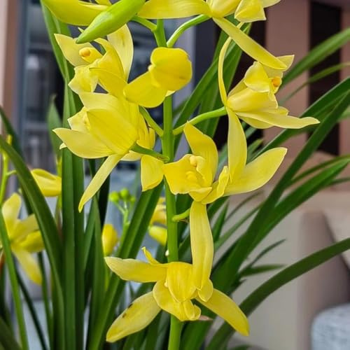 semillas de orquídeas, resistentes jardín exóticas balcón variedades antiguas 120pcs