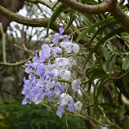 semi di orchidea vanda, sospese, rampicanti a viticcio orchidee rare, aiuole rialzate decorazione del soggiorno, sospesa resistenti, 300pcs